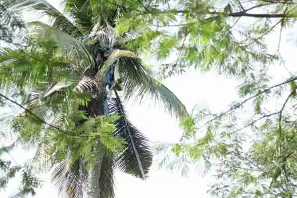 Unbelievable: See the Man Who Spent 3 Whole Years Living On Top a 60-Foot Coconut Tree (Photos)